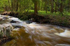 RIVER IN THE NARAMATA AREA OF B.C. CANADA ,SPRING COLOURS NEW LEAVES