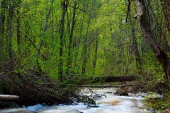 RIVER IN THE NARAMATA AREA OF B.C. CANADA ,SPRING COLOURS NEW LEAVES