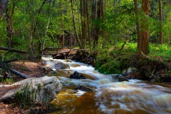 RIVER IN THE NARAMATA AREA OF B.C. CANADA ,SPRING COLOURS NEW LEAVES