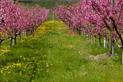 OKANAGAN VALLEY IN THE SPRING ,KALAMALKA LAKE , ORCHARDS IN BLOOM,